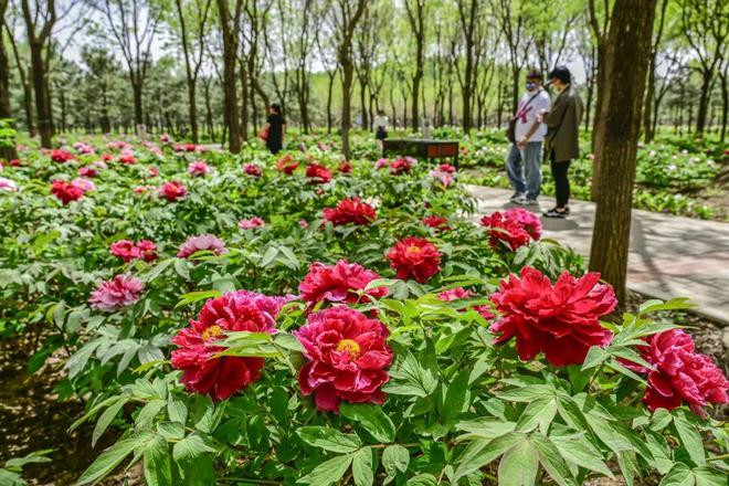 ：三大+书市+特色小镇打卡文旅新地标PG麻将胡了120小时玩转副中心-2(图6)