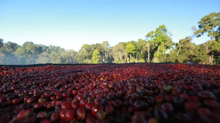 冲泡埃塞单品豆？适合新手入门的花果香浓郁的浅烘手冲咖啡豆有哪些推荐麻将胡了免费试玩埃塞俄比亚耶加雪菲与西达摩是同个咖啡产区吗？怎么(图2)